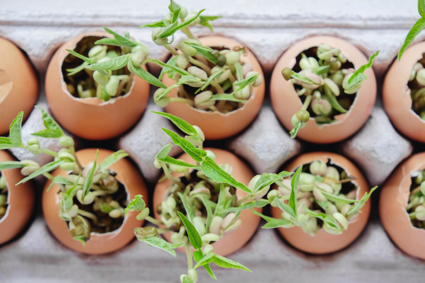 Kids Garden fresh plants at our learning center.
